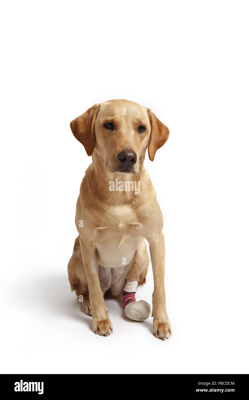 2 yr old yellow Labrador retriever pet dog with a bandaged leg because of a cut paw pad injury photographed in studio. Stock Photo