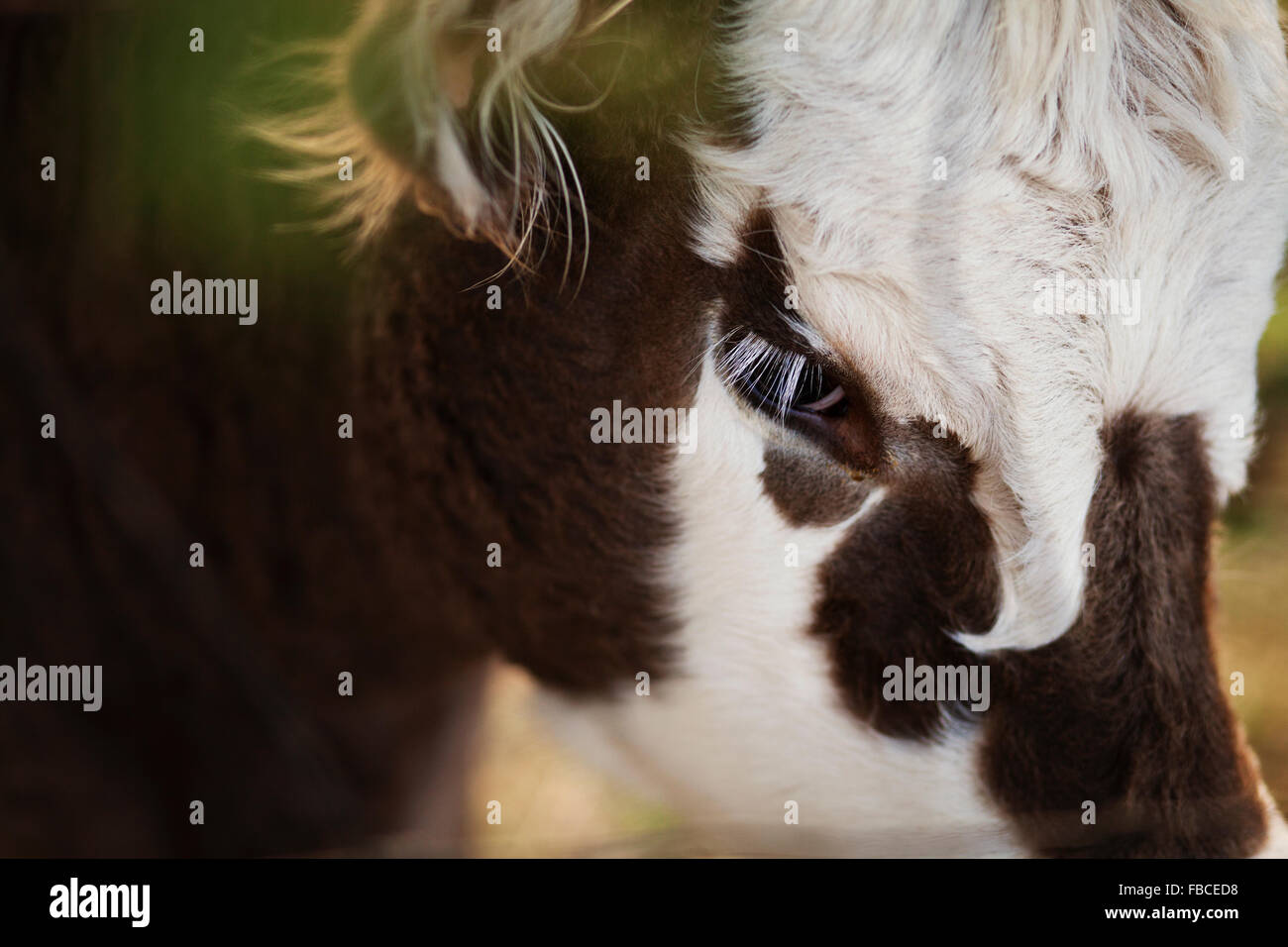 Detail of a brown and white cows face, specifically focused on the eye and eyelashes Stock Photo