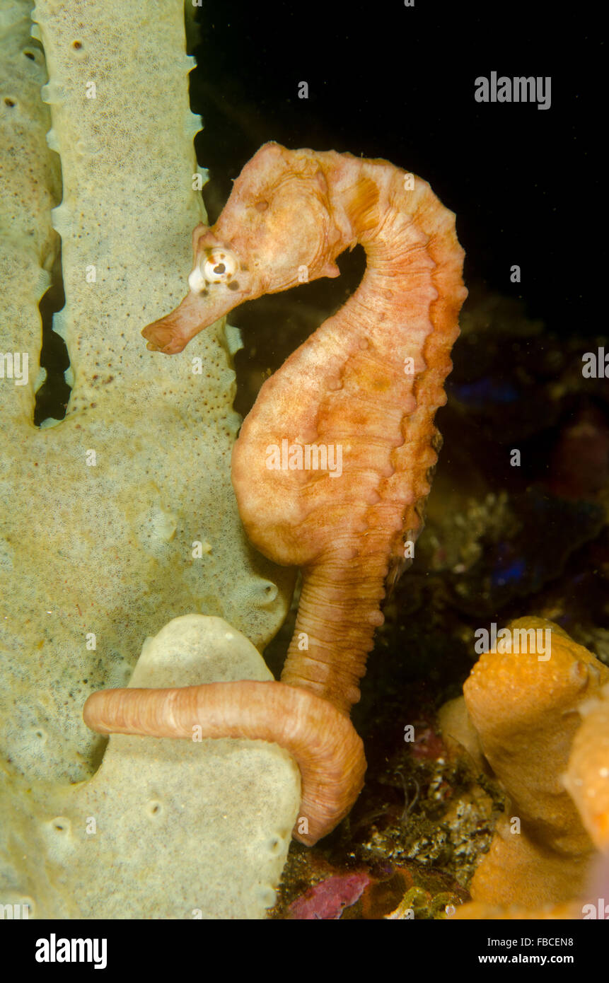 Female pot-bellied seahorse, Hippocampus abdominalis, at Kurnell, New South Wales, Australia. Stock Photo