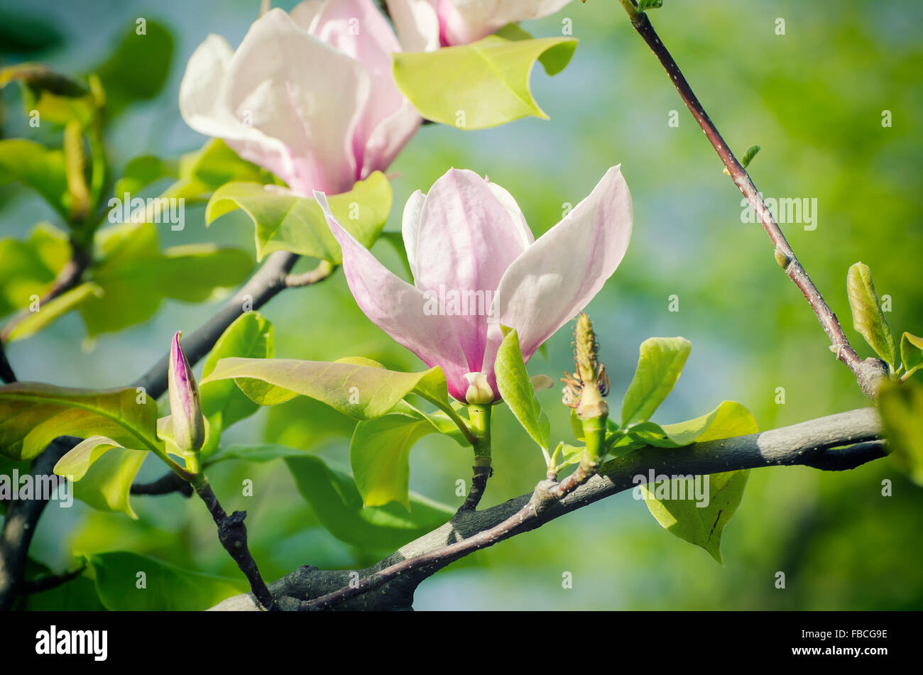 Magnolia spring flowers Stock Photo - Alamy