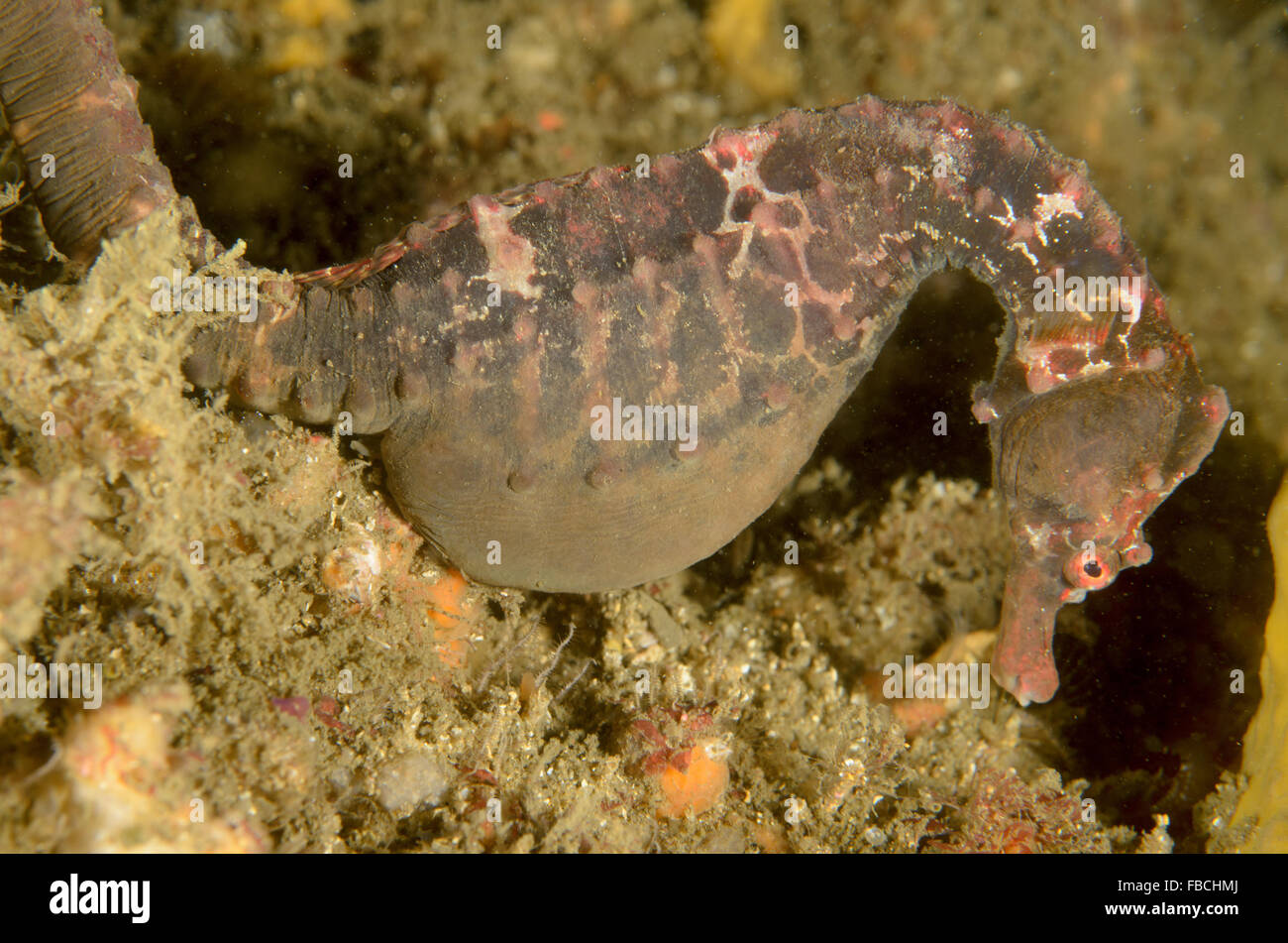 Female pot-bellied seahorse, Hippocampus abdominalis, at Kurnell, New South Wales, Australia. Stock Photo