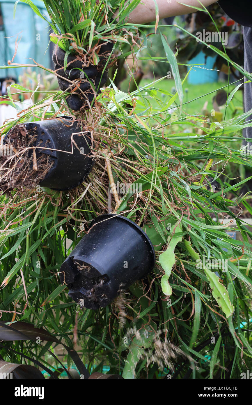 Overgrown grass growing in Epiphyllum pots Stock Photo