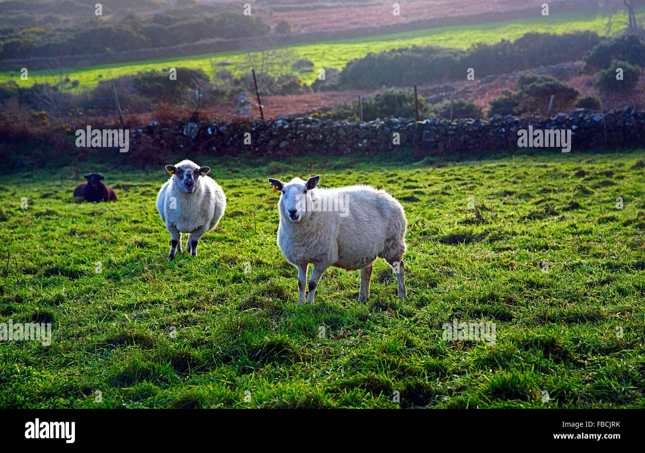 Sheep grazing on the slopes of Slieve Foy on the Cooley peninsula in Carlingford county Louth Ireland Stock Photo