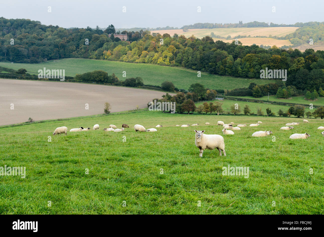 Sheep graze in The Chiltern Hills overlooking Hughenden Park, High Wycombe, England, United Kingdom. Stock Photo