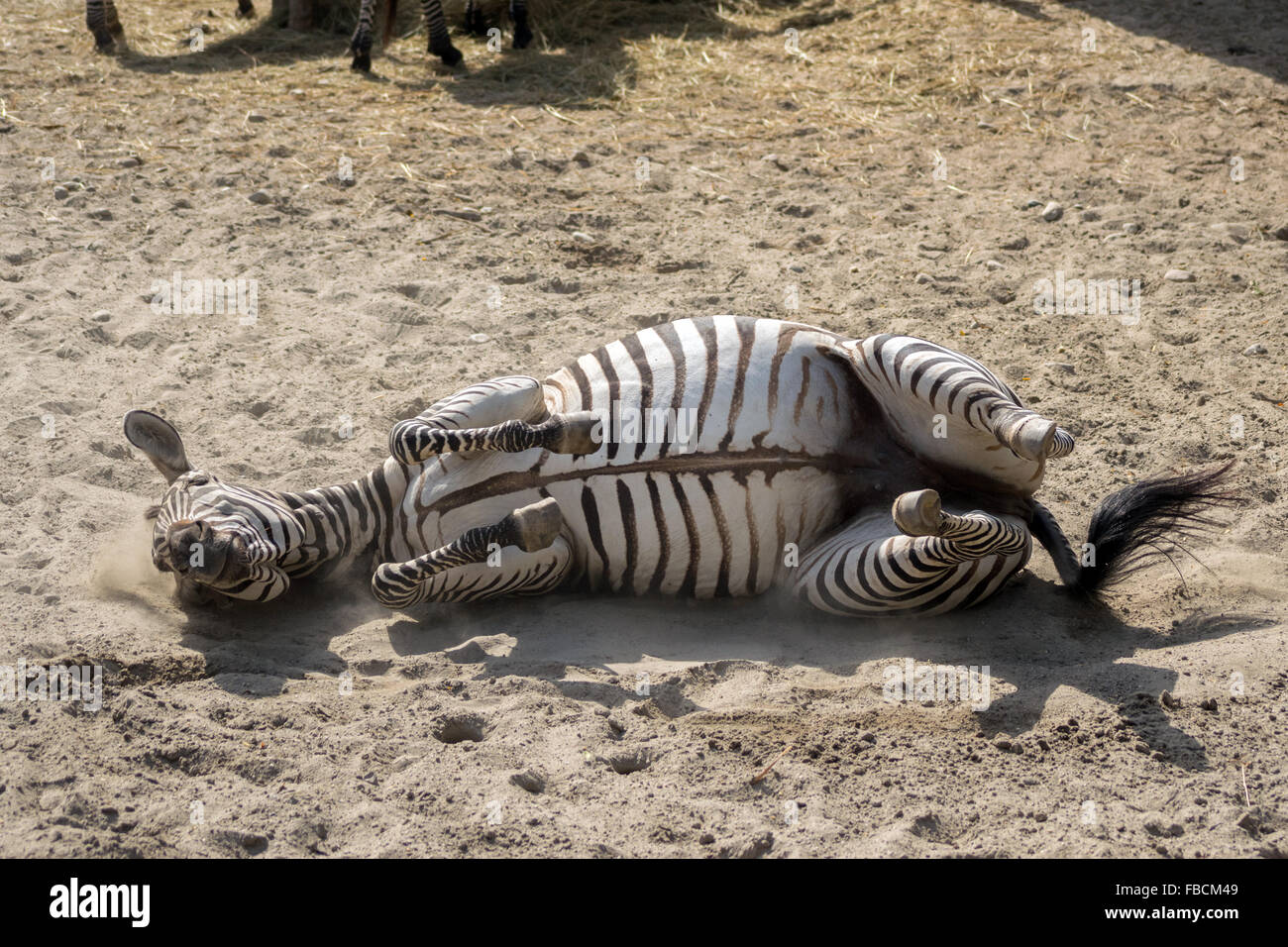 Grant's zebra (Equus quagga boehmi) taking a sandbath Stock Photo