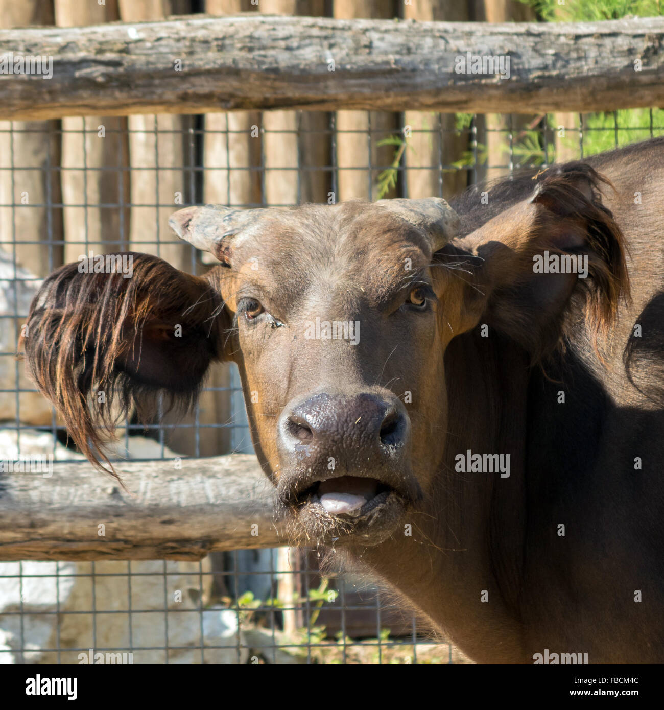 African forest buffalo (Syncerus caffer nanus), funny portrait Stock Photo