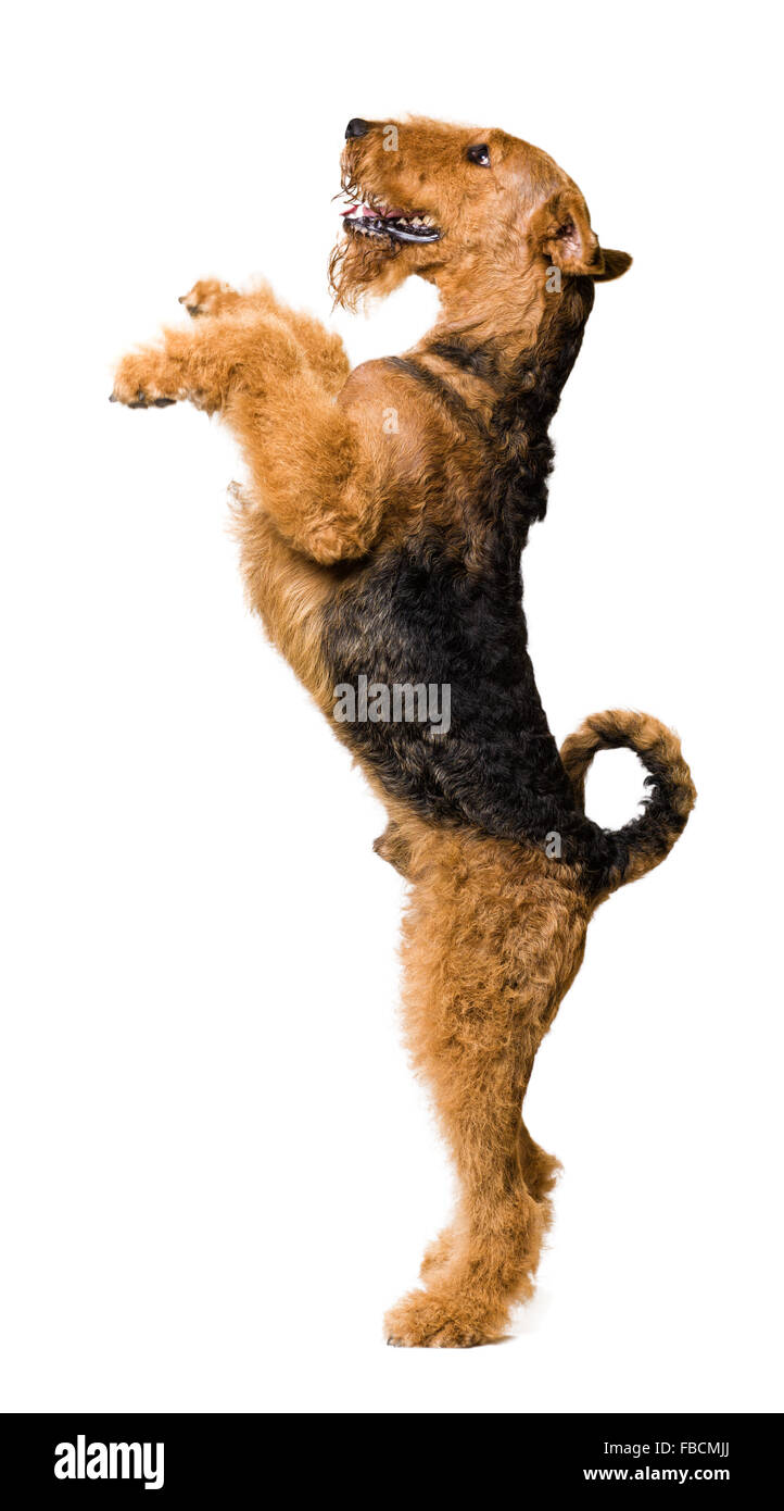Cute Airedale Terrier Standing on two legs Stock Photo