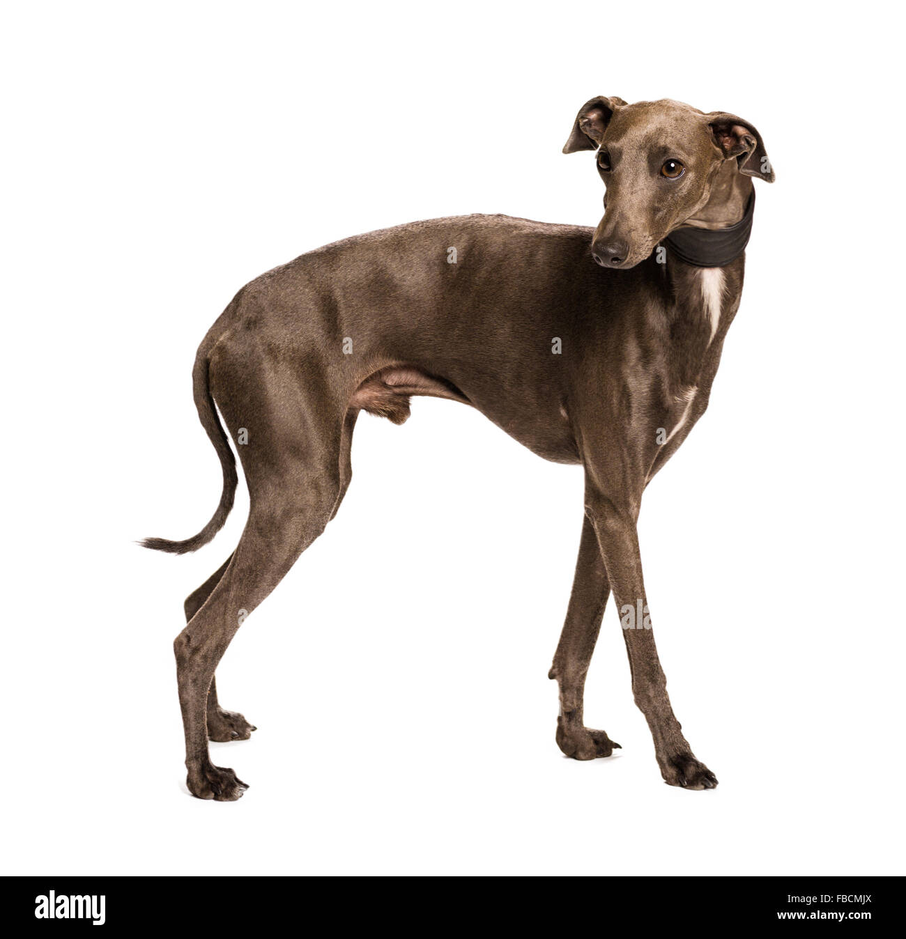 Sighthound isolated on white background Stock Photo
