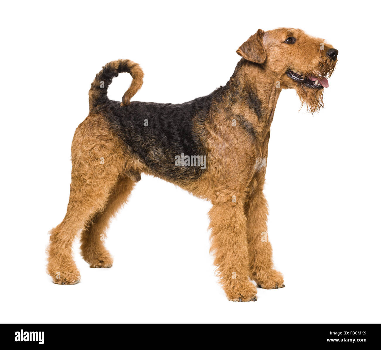 Cute Airedale Terrier isolated on white Stock Photo