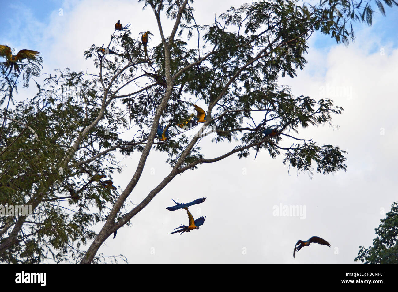 Araras canindé, Blue and yellow macaws flying, Chapada dos veadeiros, Brazil Stock Photo