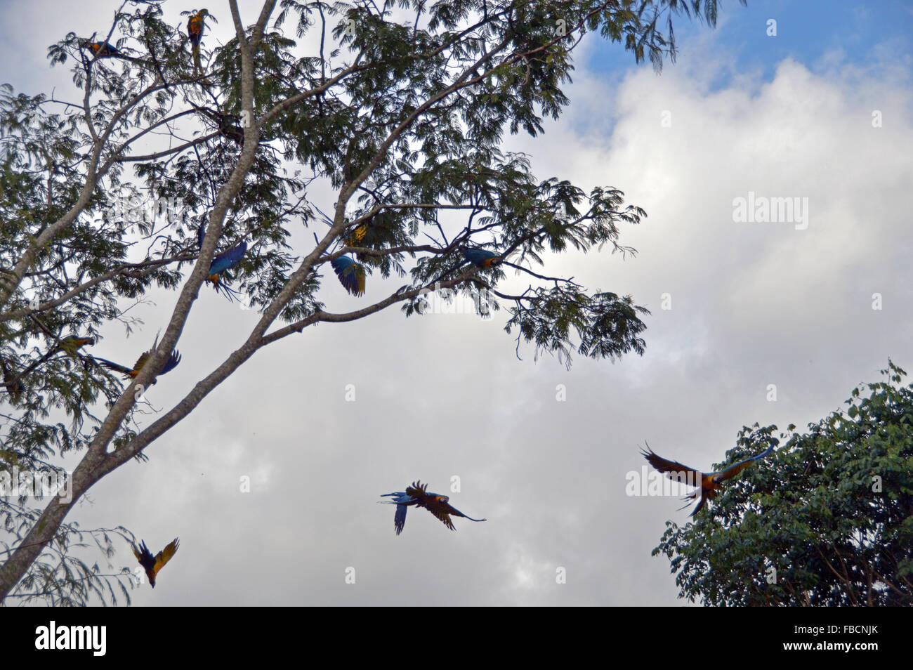 Araras canindé voando, birds, Blue and yellow macaws, Chapada dos Veadeiros,Brazil Stock Photo