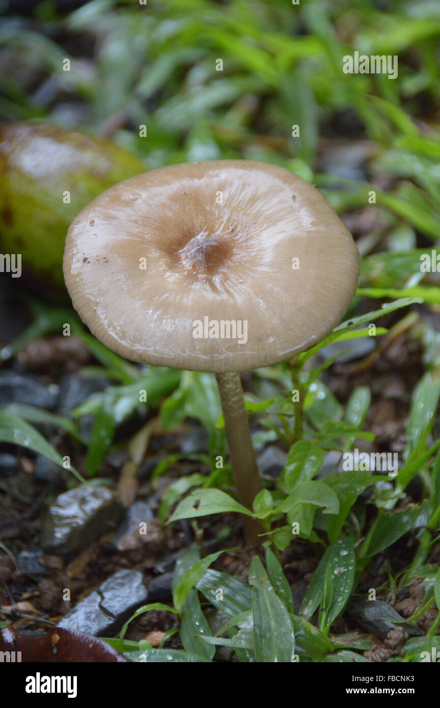 Mushrom, cogumelo, fungo,Chapada dos Veadeiros, Brasil,Brazil Stock Photo