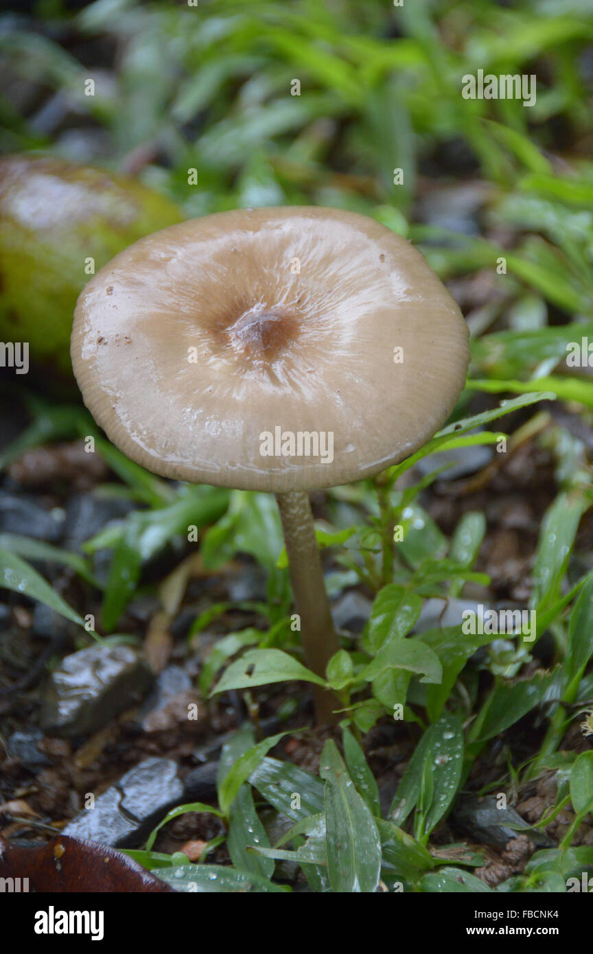 Cogumelo, fungo,mushrom, chapada dos veadeiros Stock Photo