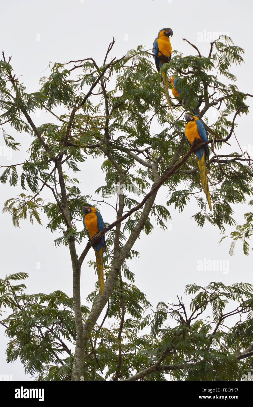 Arara caninde,Blue and yellow Macaws at a tree, birds, aves, Chapada dos Veadeiros, Brazil Stock Photo