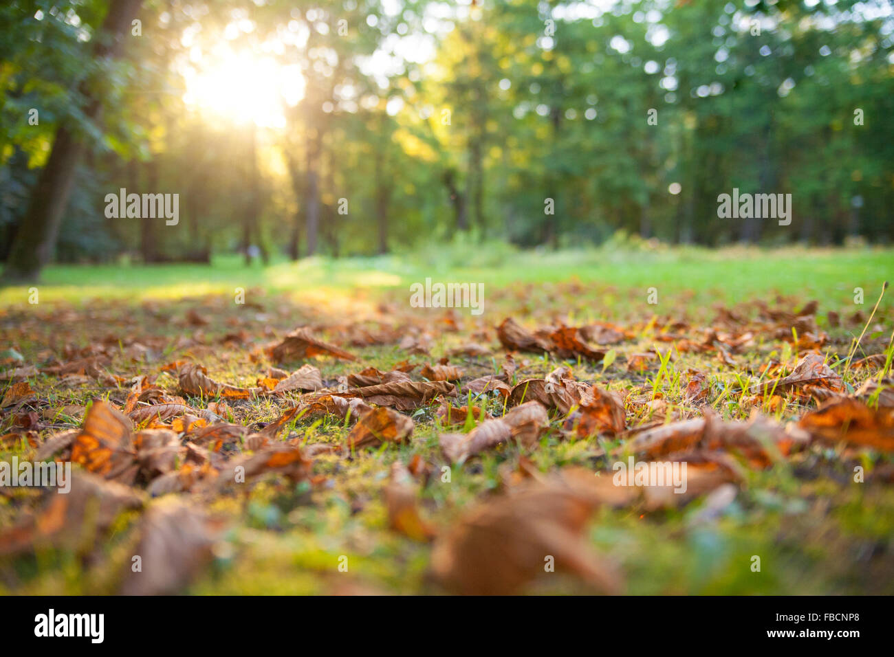 Beautiful morning in the autumn forest Stock Photo - Alamy