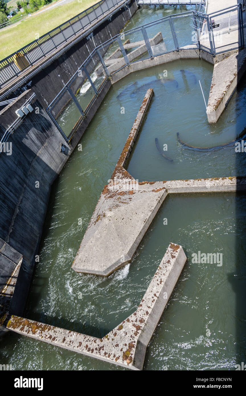 Concrete passages and diverters of the fish ladder at Bonneville Dam