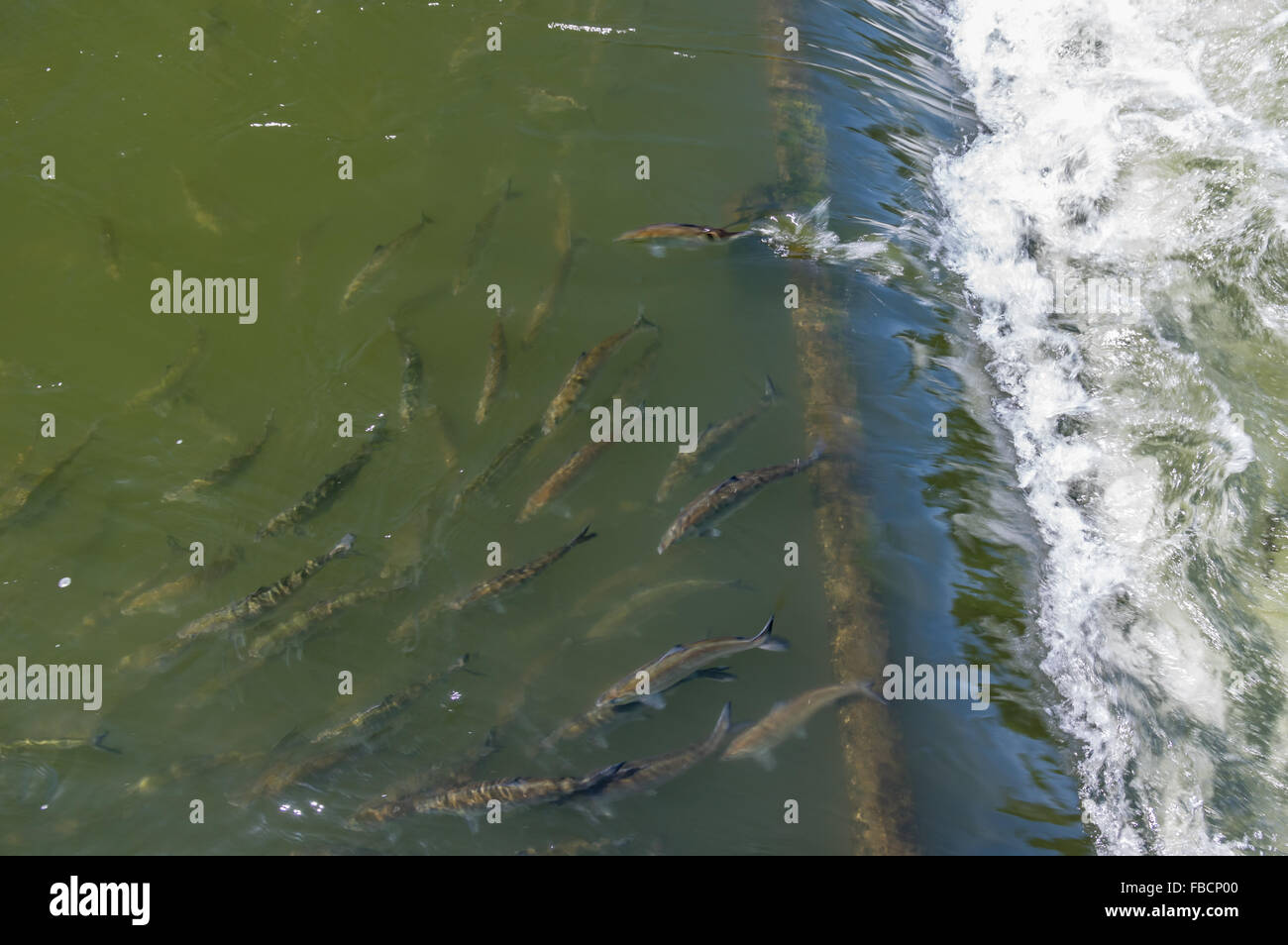 Salmon moving up the fish ladder at Bonneville Dam. Cascade Locks