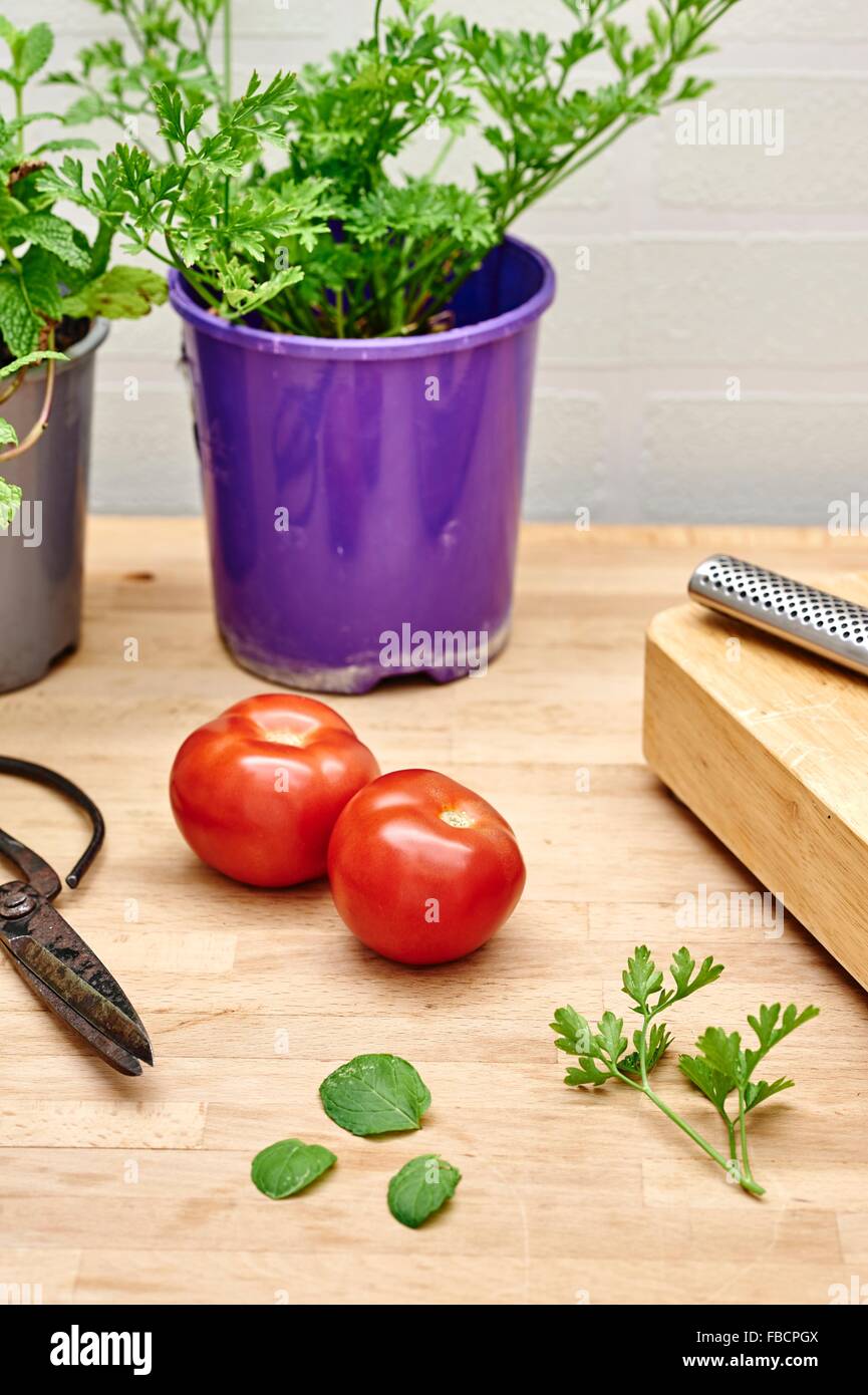 A studio photo of various potted garden herbs on a kitchen bench Stock