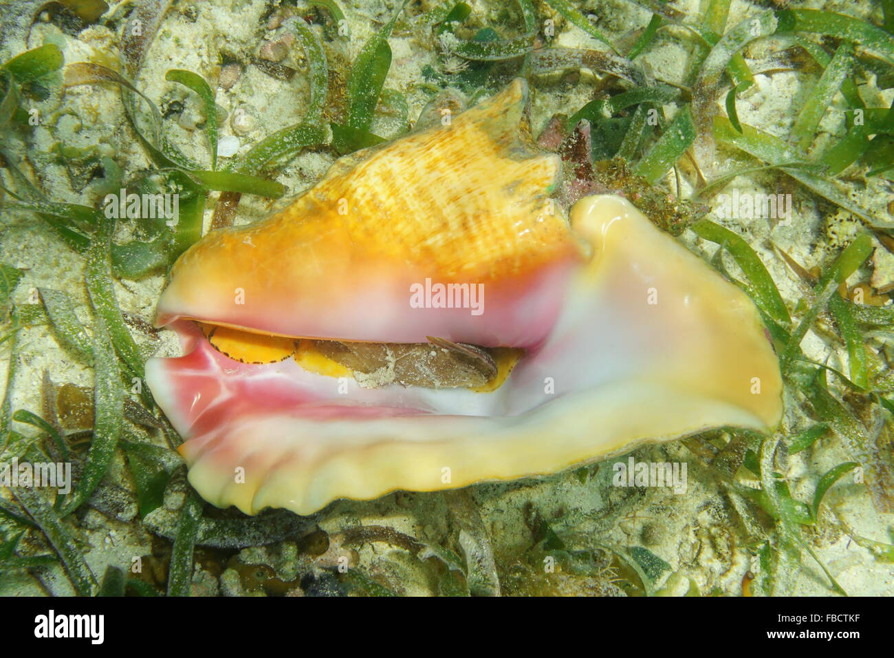 Bottom part of queen conch shell, Lobatus gigas, underwater on seabed with seagrass, alive specimen, Caribbean sea Stock Photo
