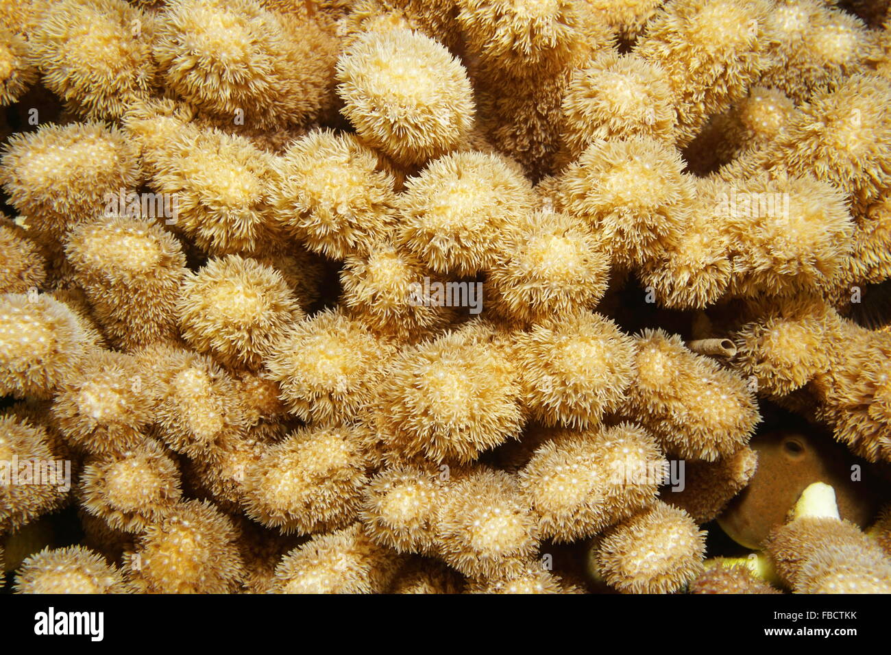 Underwater marine life, hump coral or finger coral, Porites porites, Caribbean sea Stock Photo