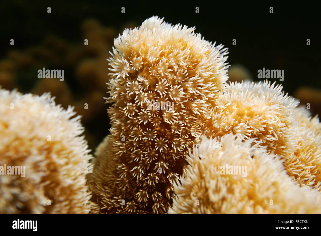 Underwater marine life, closeup of coral polyps of Porites porites commonly called hump coral or finger coral, Caribbean sea Stock Photo
