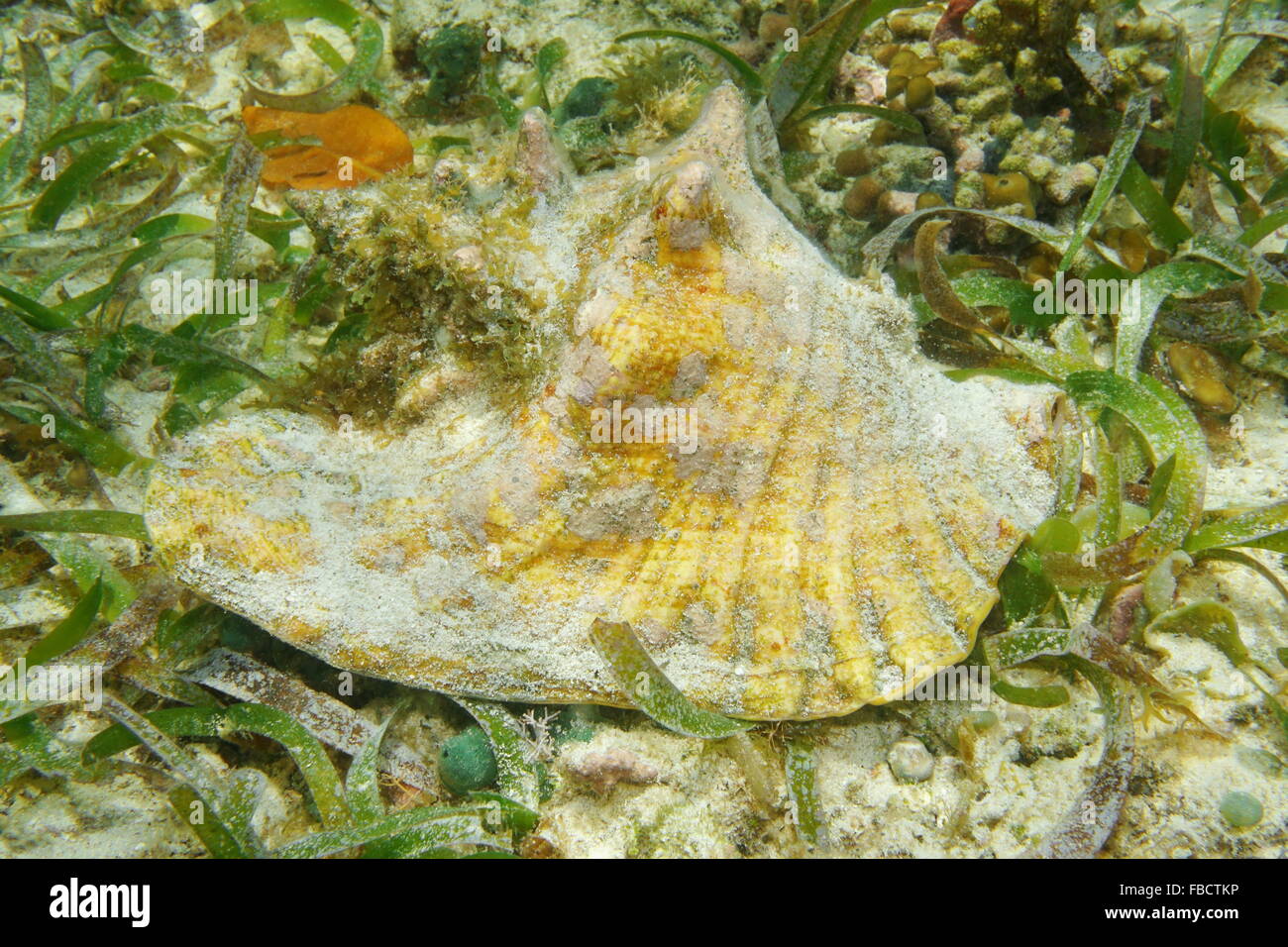 Queen conch shell, Lobatus gigas, underwater on seabed with seagrass, alive specimen, Caribbean sea Stock Photo
