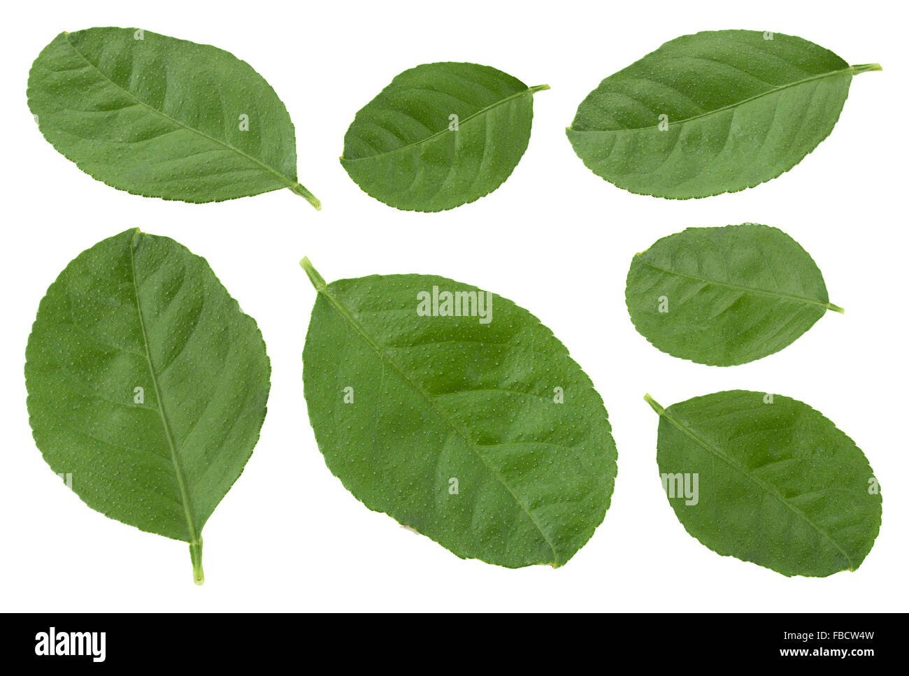 Tangerine leaf set isolated on white Stock Photo Alamy