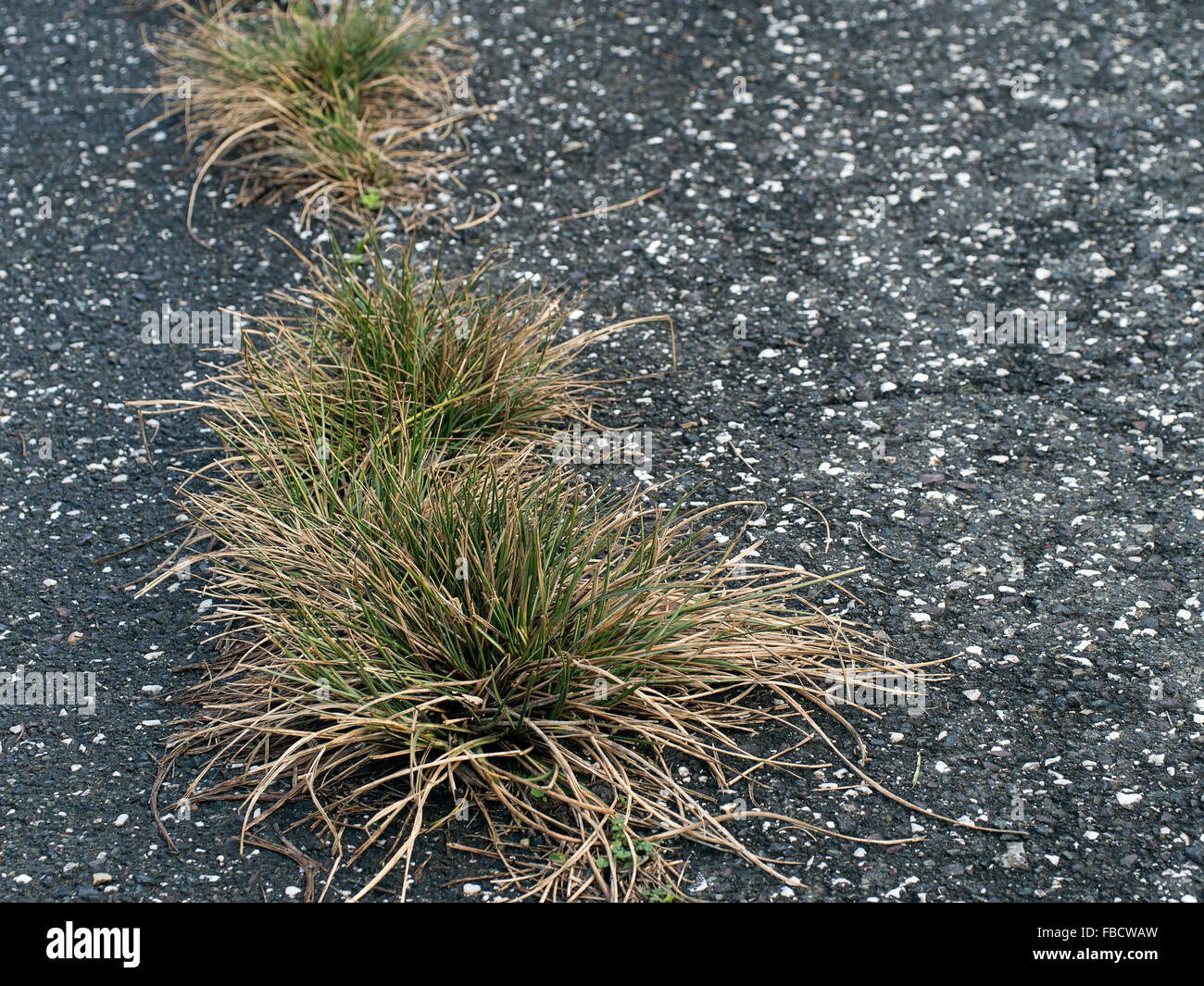 Beyond potholes. Poor road maintenance, grass in tarmac. Stock Photo