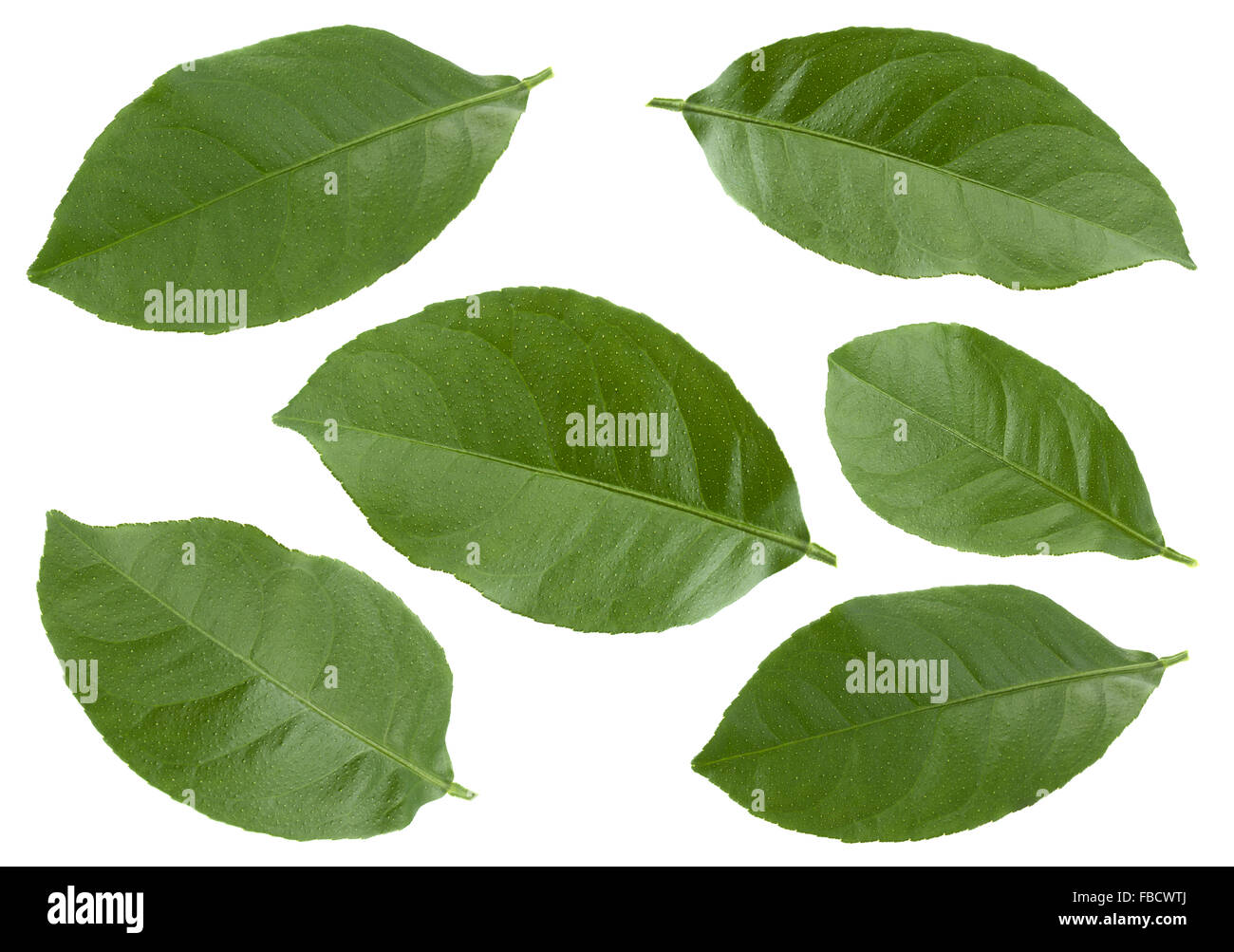 Tangerine fruit leaf collection isolated on white Stock Photo Alamy