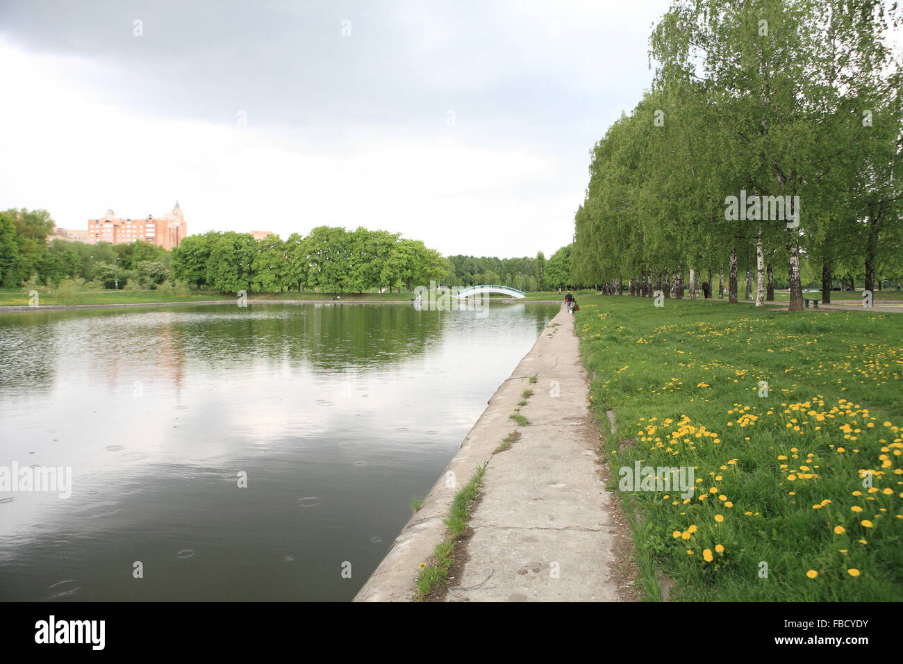 Birch alley in spring hi-res stock photography and images - Alamy