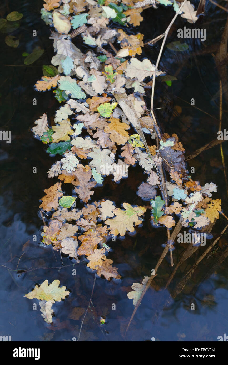 Oak (Quercus robur). Autumn shed, wind blown leaves from deciduous trees. Floating on water surface of a Broadland dyke. Norfolk Stock Photo