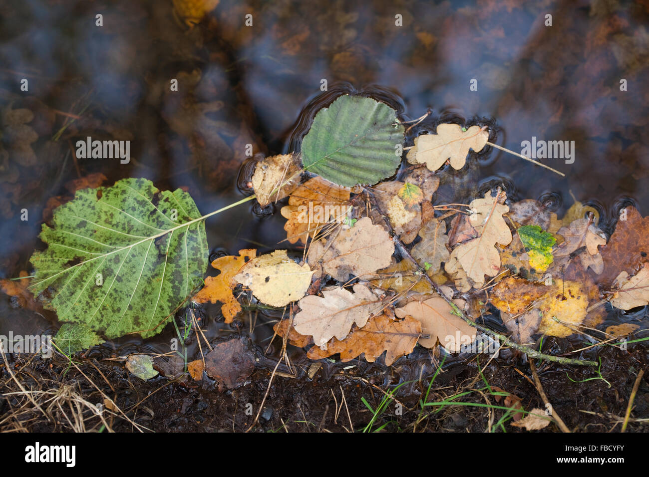 Alder (Alnus glutinosa), Birch (Betula pubescens), Oak (Quercus robur). Autumn shed, wind blown leaves from deciduous trees. Stock Photo