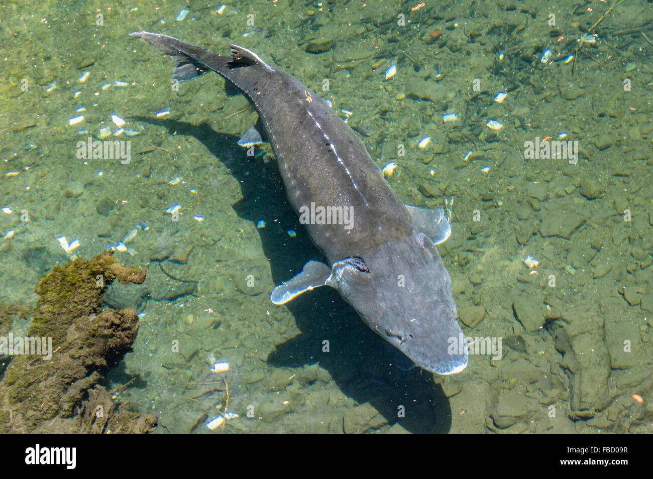 White Sturgeon in a display pond at Bonneville Fish Hatchery. Cascade