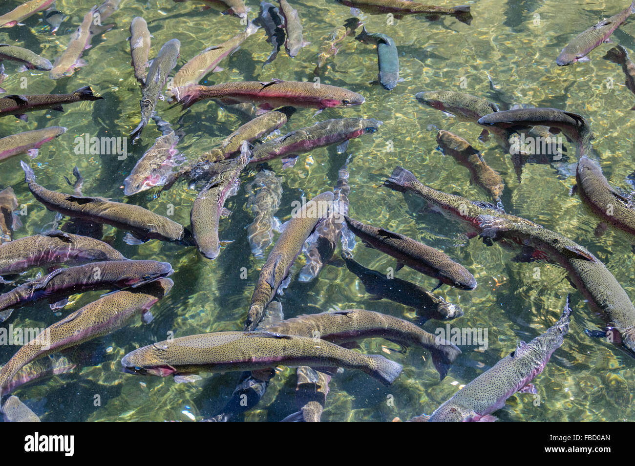 Bonneville fish hatchery hi-res stock photography and images - Alamy