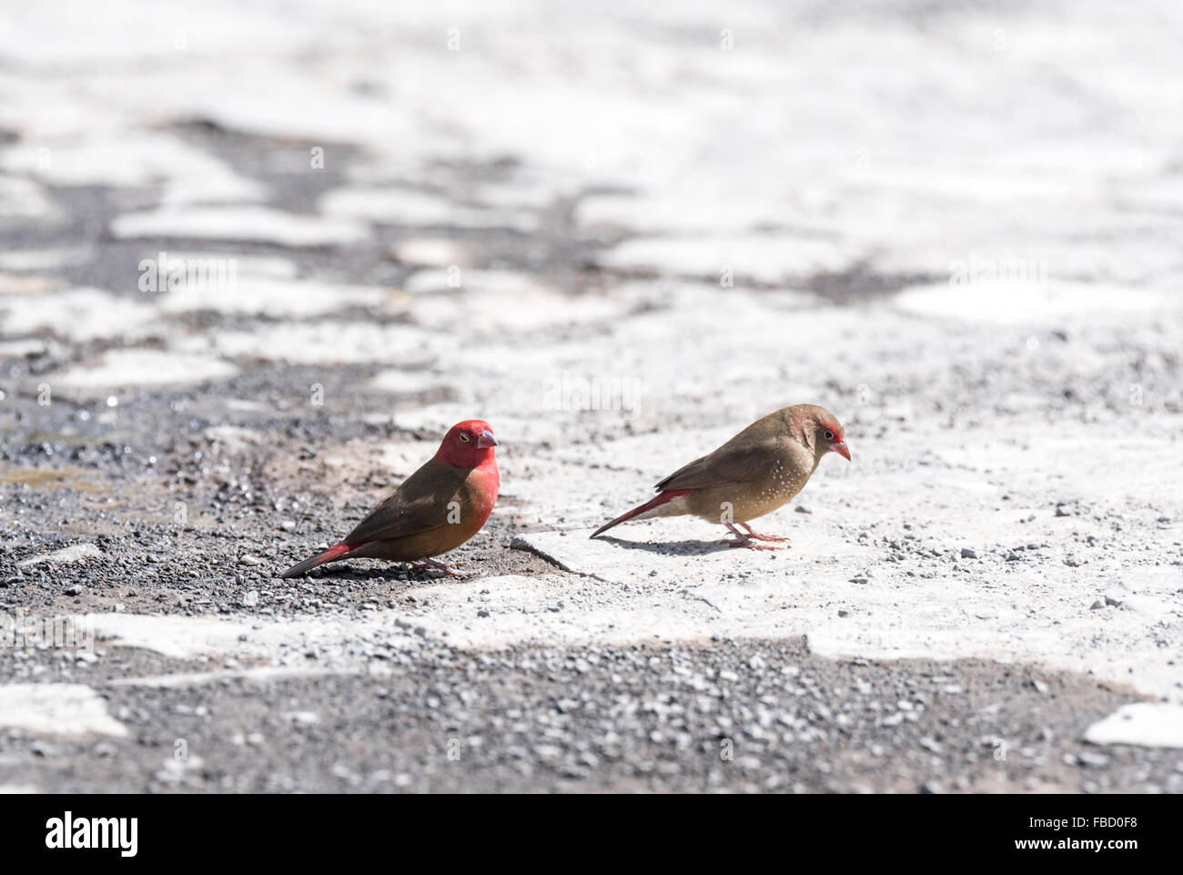 A pair of Red-billed Firefinchs feeding on the ground at Lake Ziway, Ethiopia Stock Photo