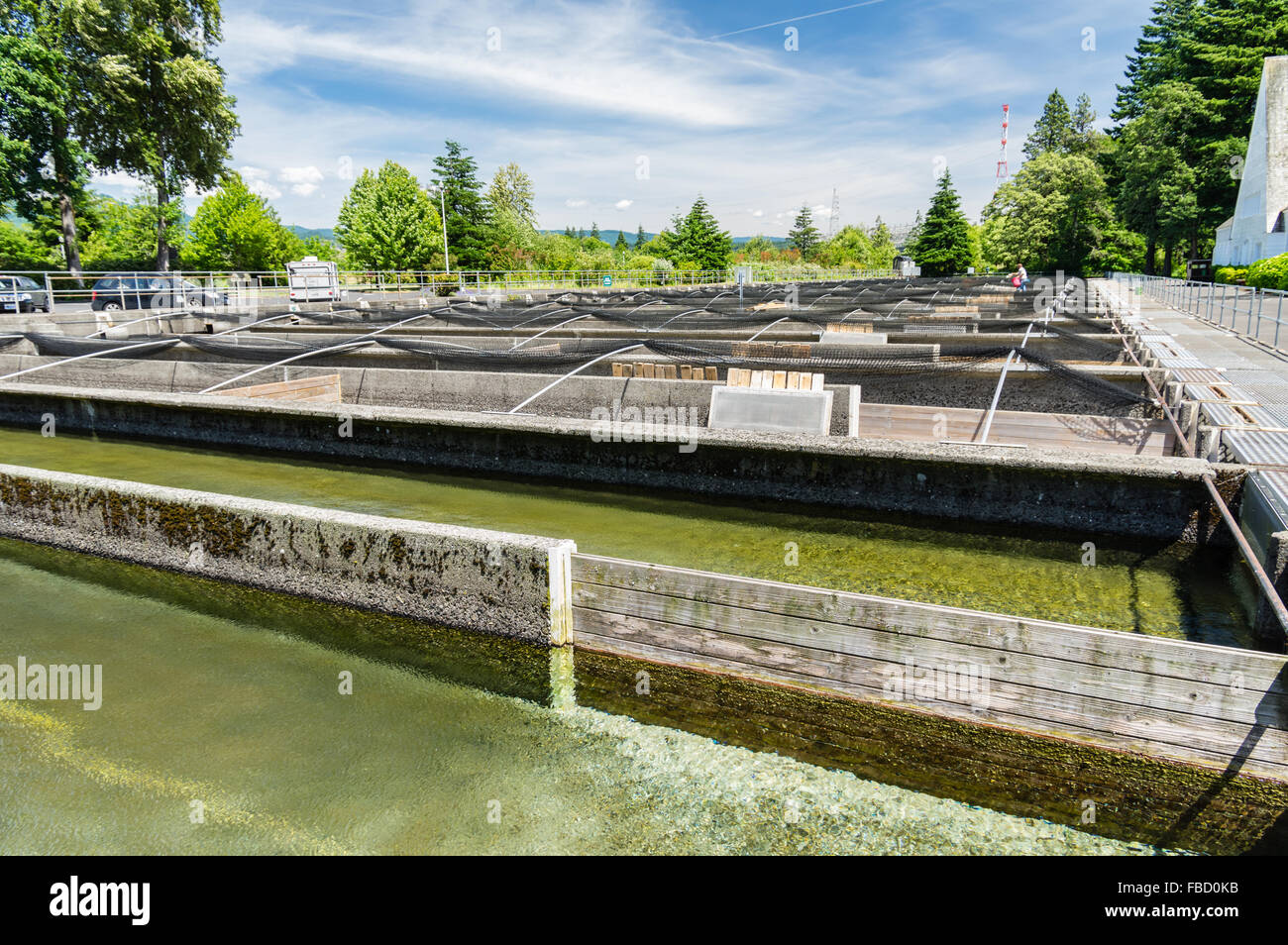 Hatchery ponds at Bonneville Fish Hatchery. Cascade Locks, Oregon, USA