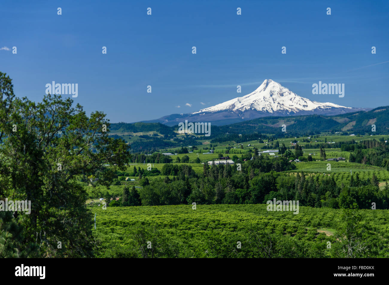 Snow capped Mount Hood with the orchards of the Hood River Valley. Hood River, Oregon, USA Stock