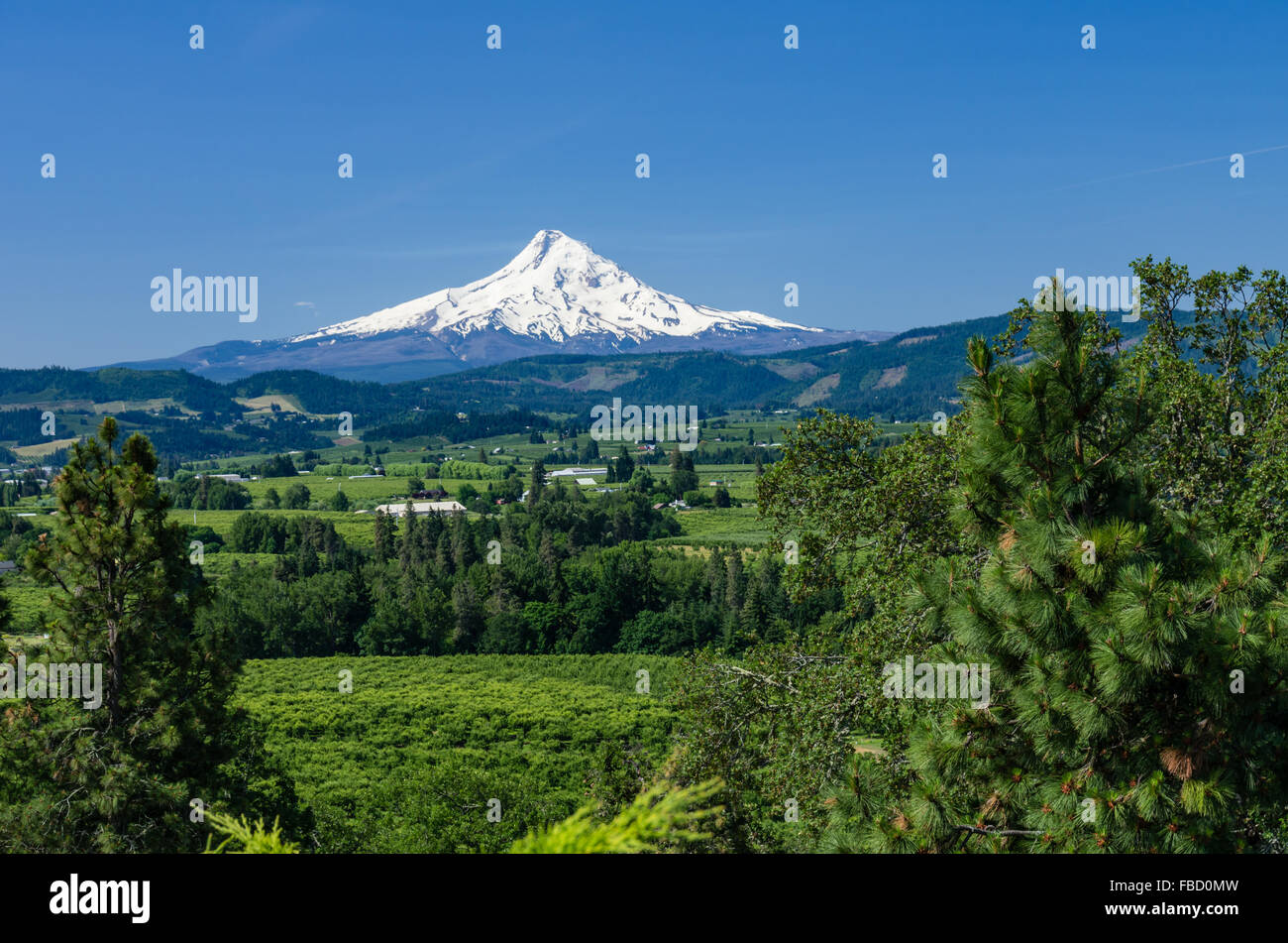 Snow capped Mount Hood with the orchards of the Hood River Valley. Hood