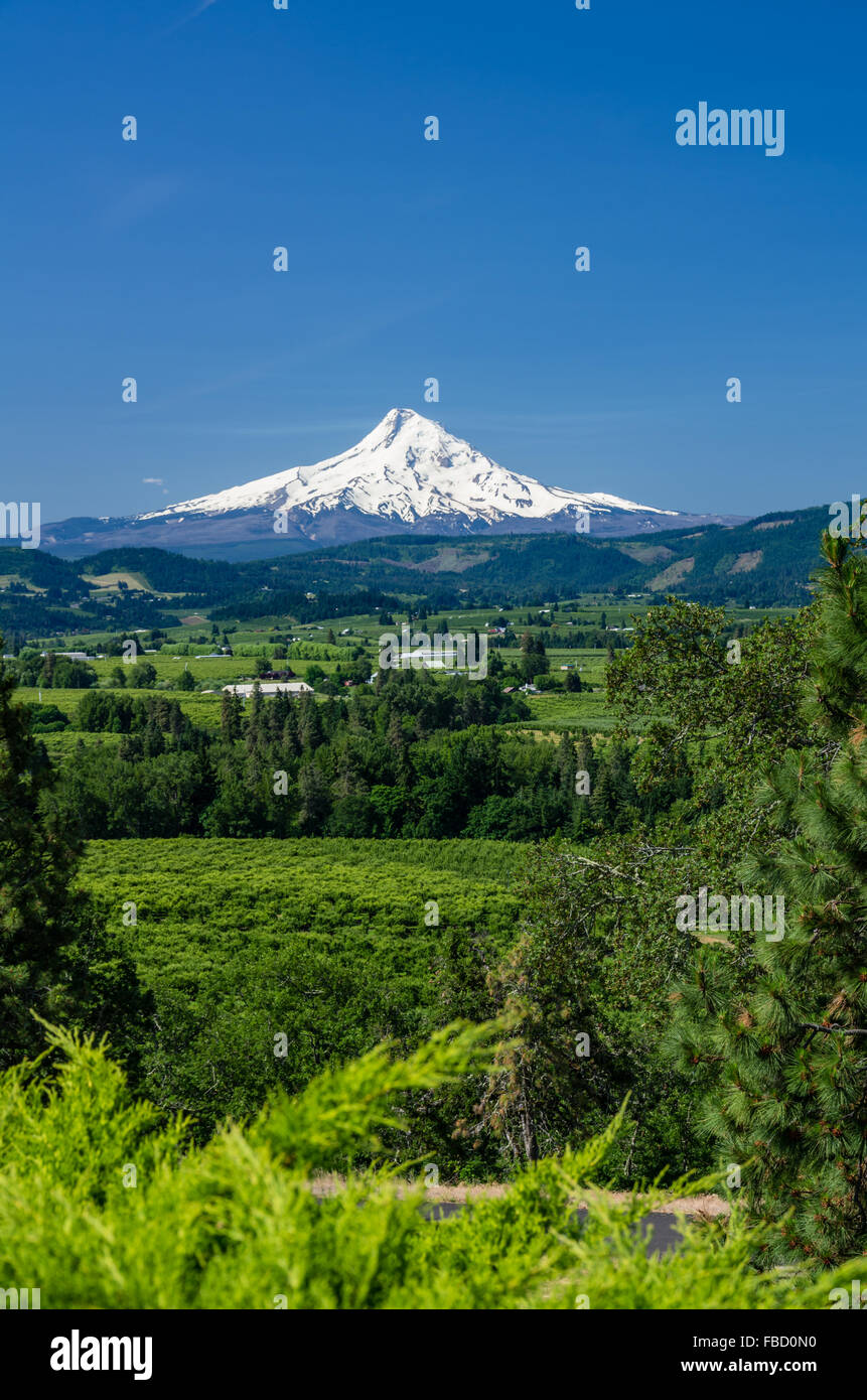 Snow capped Mount Hood with the orchards of the Hood River Valley. Hood