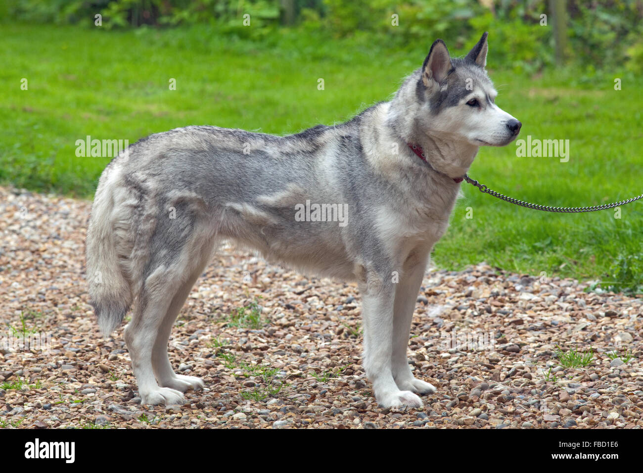 Siberian Husky Canis lupus familiaris. Domestic dog. Coat in moult. New, shorter darker, replacement hairs showing through. Stock Photo