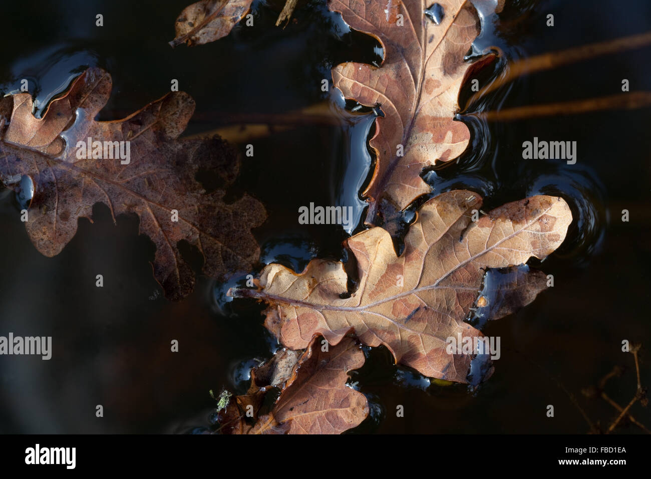 Oak Tree (Quercus robur). Autumn shed dry leaves floating on a pond water surface. Stock Photo