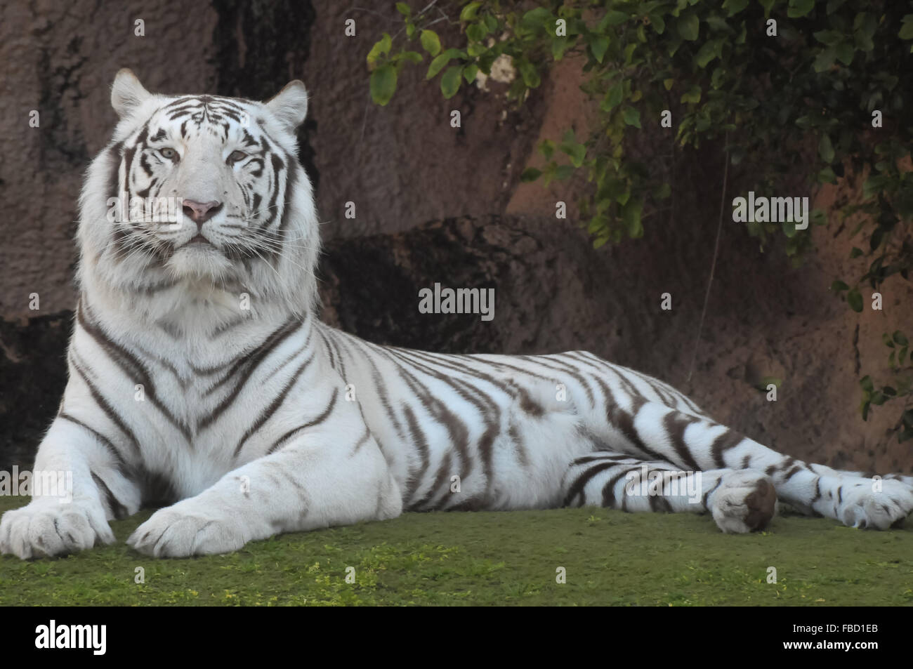 Black and White Striped Tiger Stock Photo - Alamy
