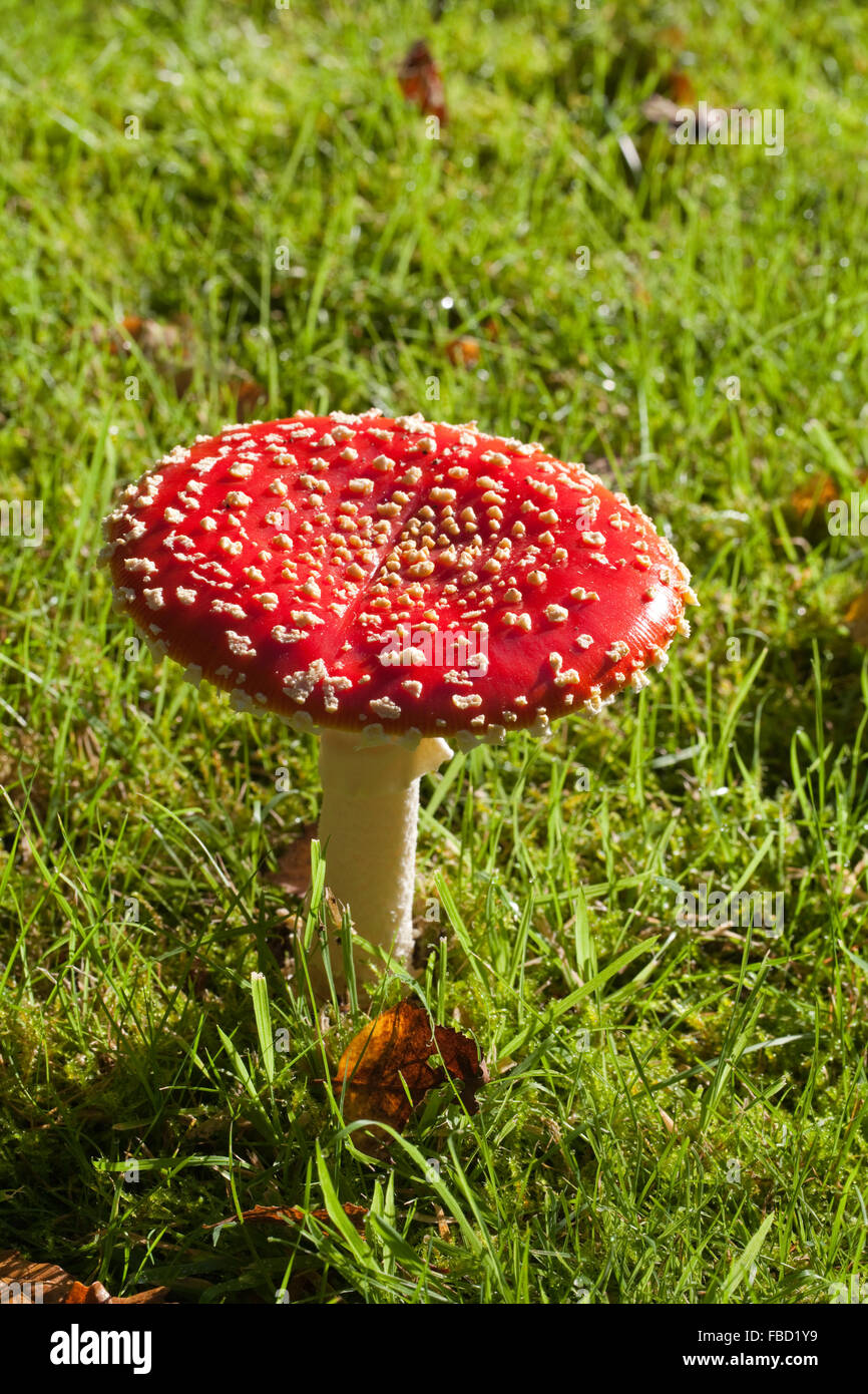 Fly Agaric or Fly Amarita (Amanita muscaria). Garden lawn, adjacent to woodland with Pine (Pinus sylvestris), and Birch (Betula Stock Photo