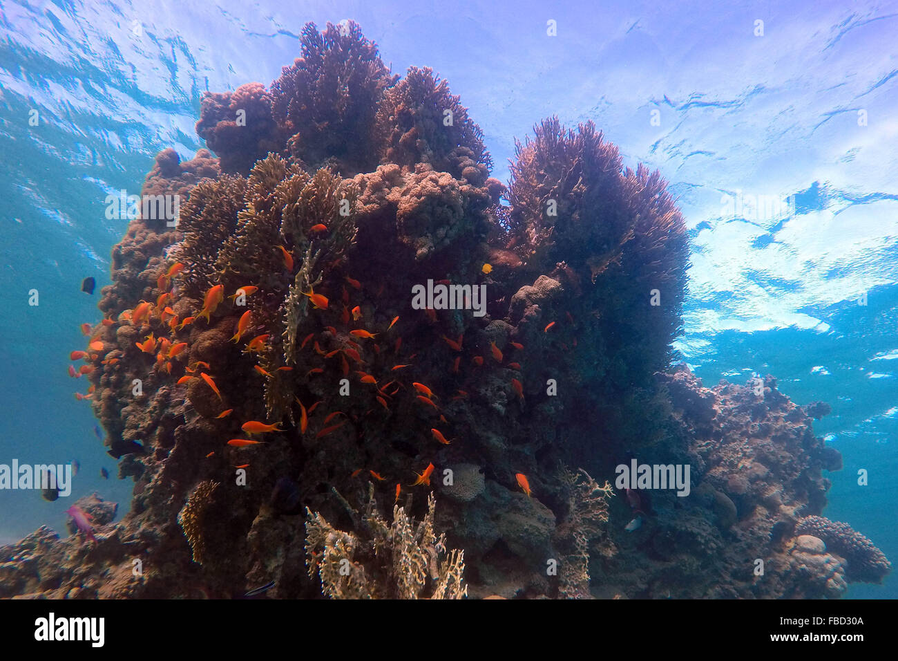 (160115) -- CAIRO, Jan. 15, 2016 (Xinhua) -- Fish swim among coral ...