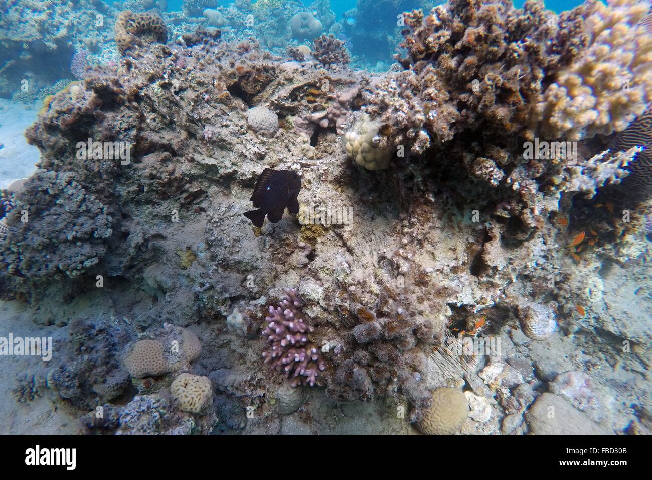 Red sea coral reefs ras hi-res stock photography and images - Alamy