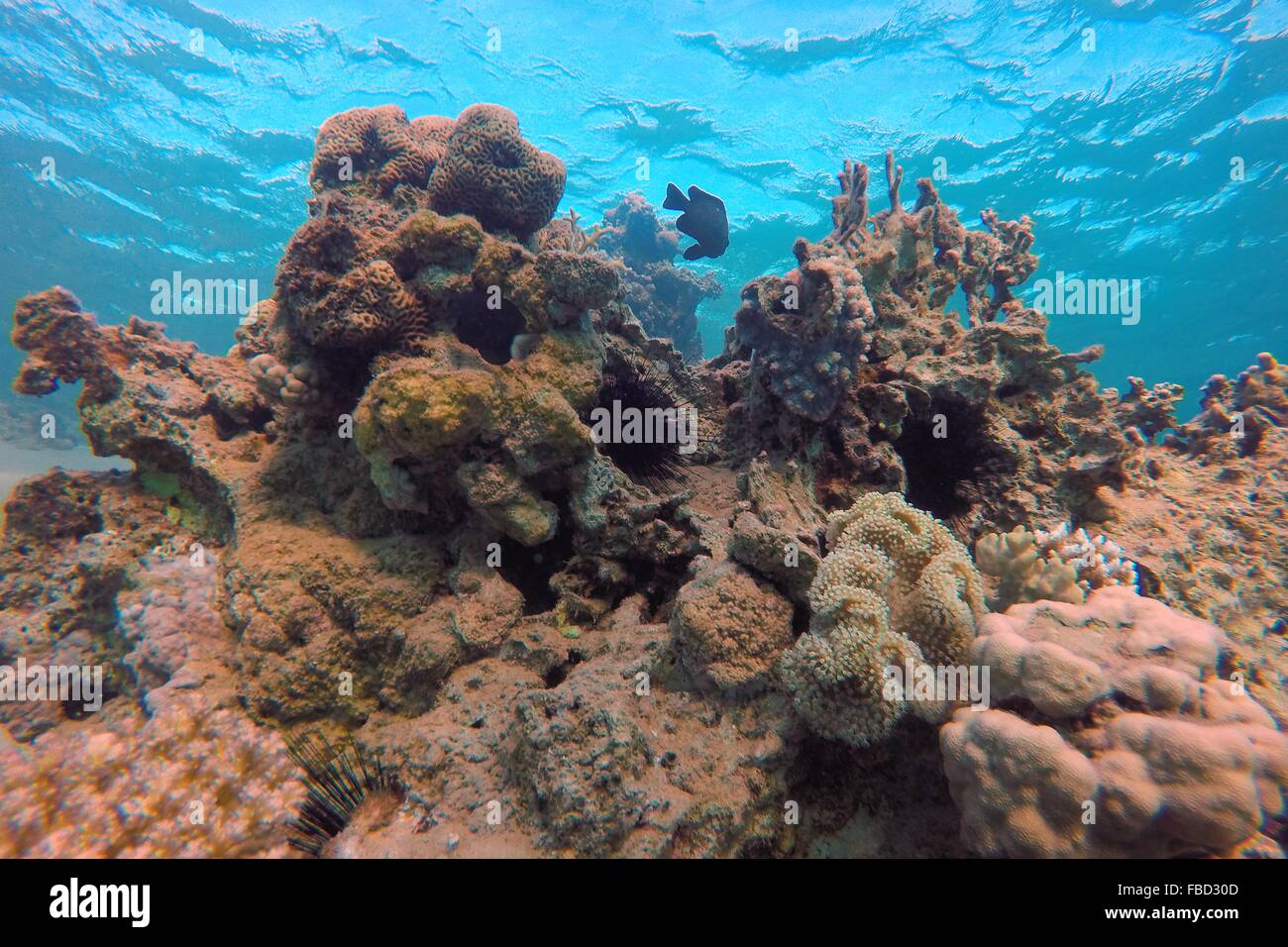 Red sea coral reefs ras hi-res stock photography and images - Alamy