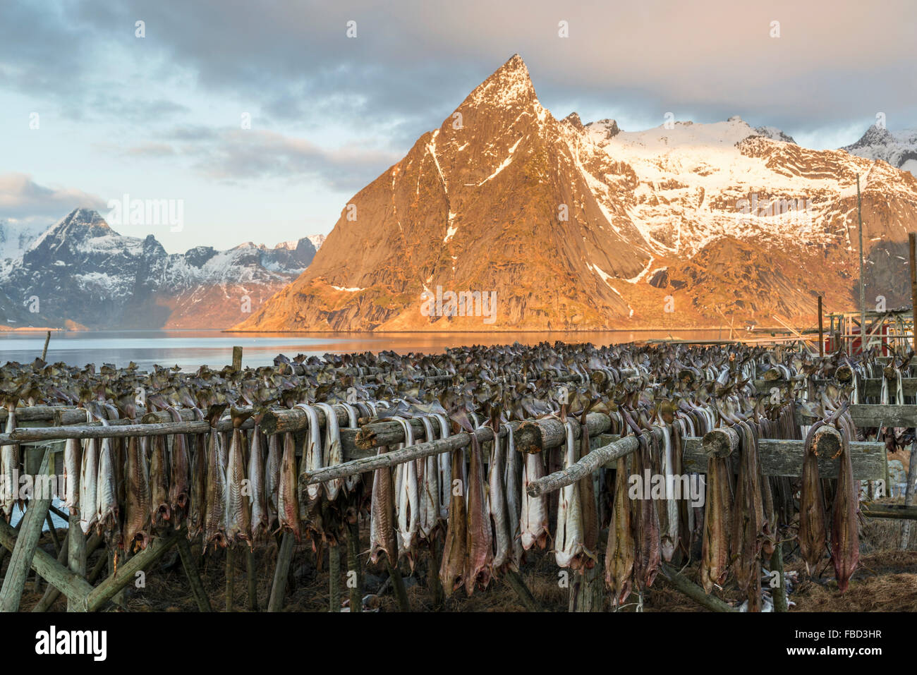 Cod hanging to dry on wooden racks in front of the mountain Olstinden, Moskenes, Lofoten, Norway Stock Photo