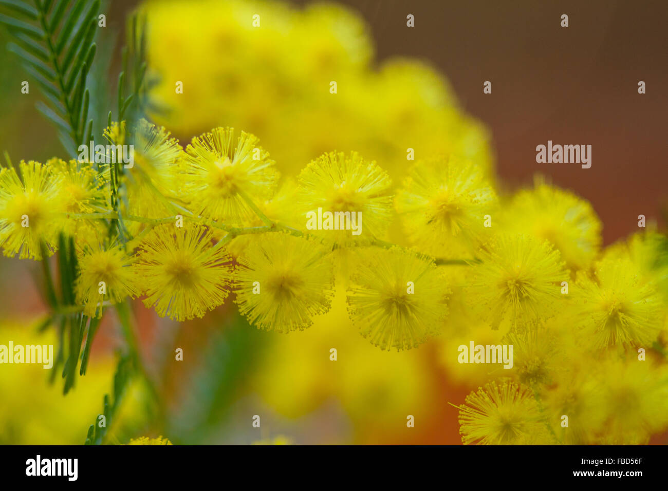 Yellow flower cluster hires stock photography and images Alamy