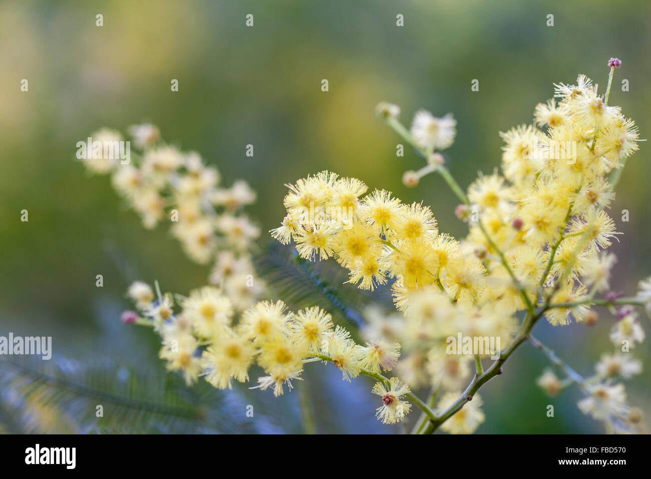Yellow flower cluster hires stock photography and images Alamy