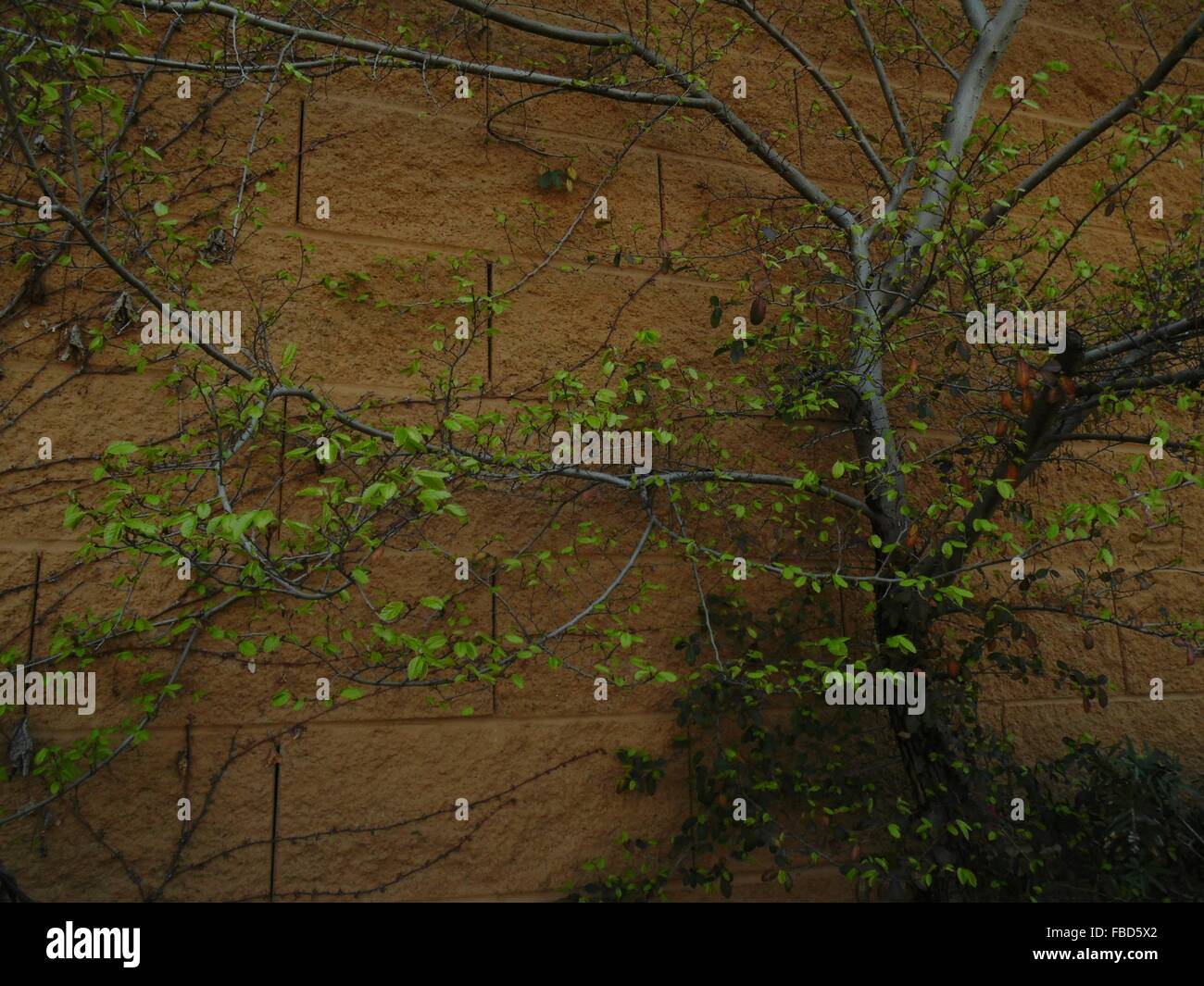 Tree Growing Against Wall Stock Photo Alamy